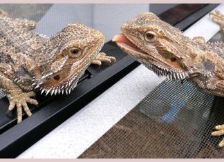 Il terrario per il drago barbuto 1463 0 Il terrario per il drago barbuto_ok